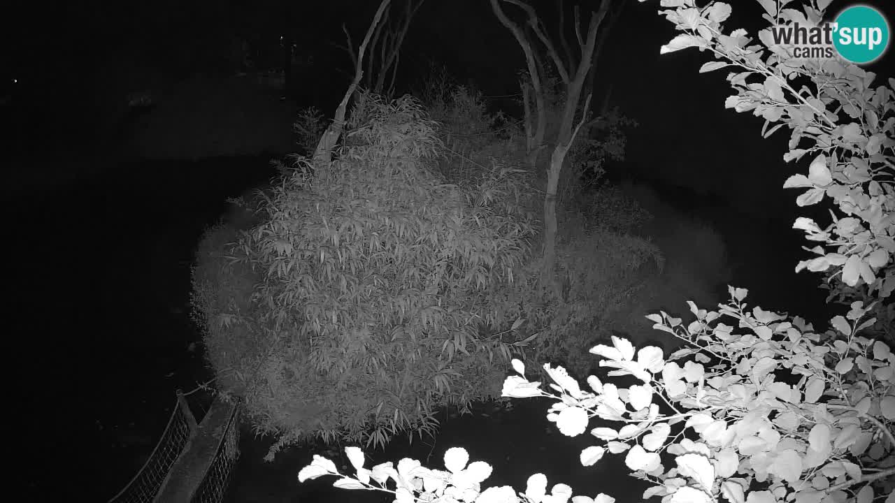 Yellow-cheeked gibbon Zoo Ljubljana livecam