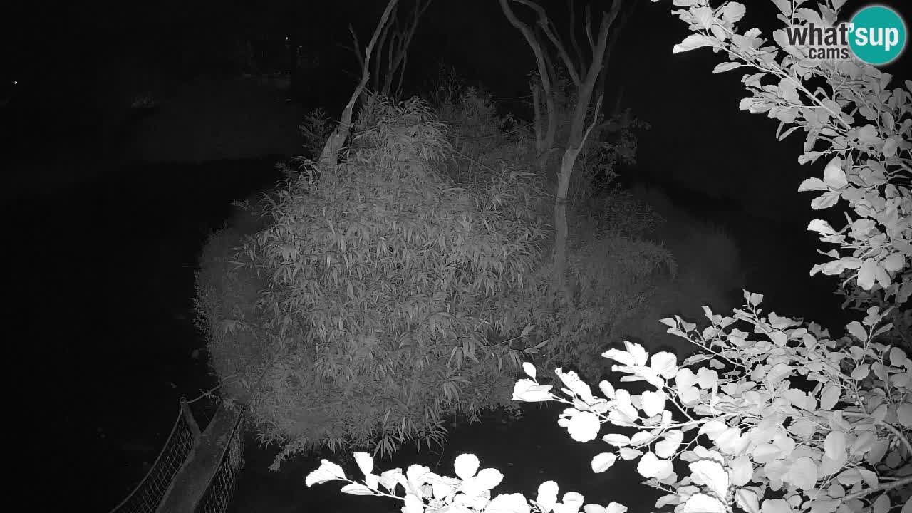 Südlicher Gelbwangen-Schopfgibbon Zoo Ljubljana webcam