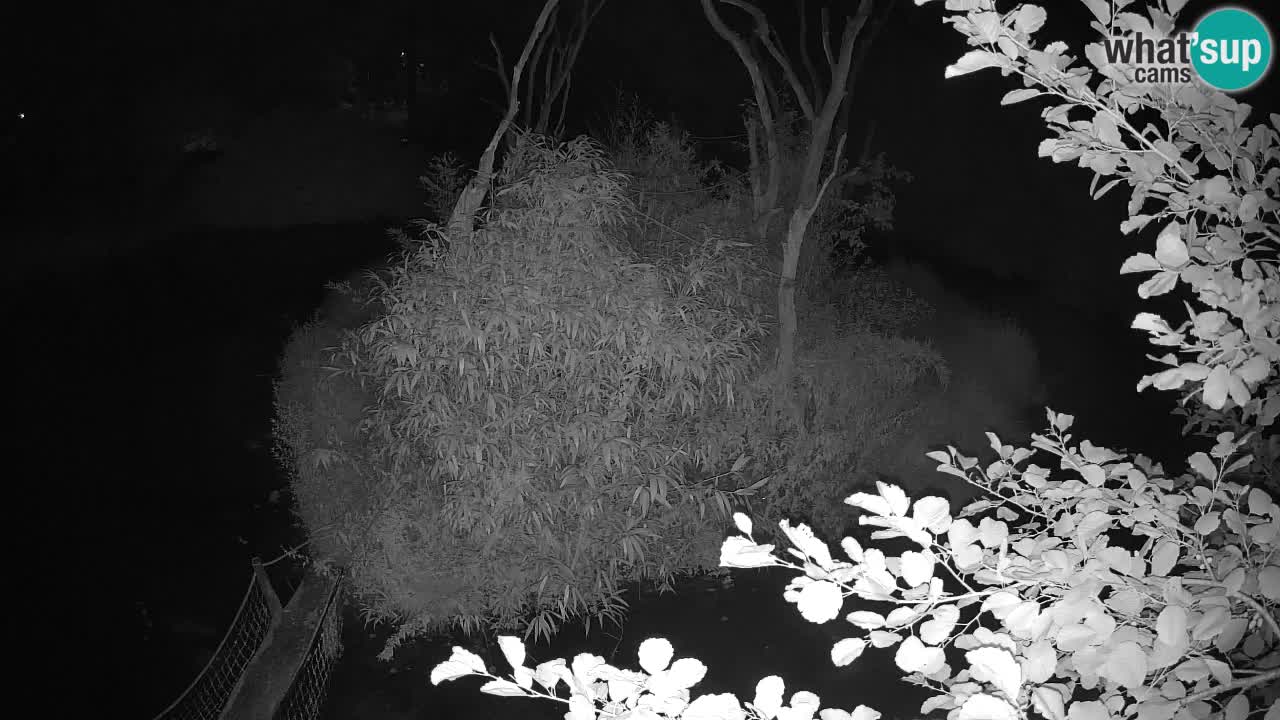 Gibon – Nomascus gabriellae – Zoo Ljubljana web kamera