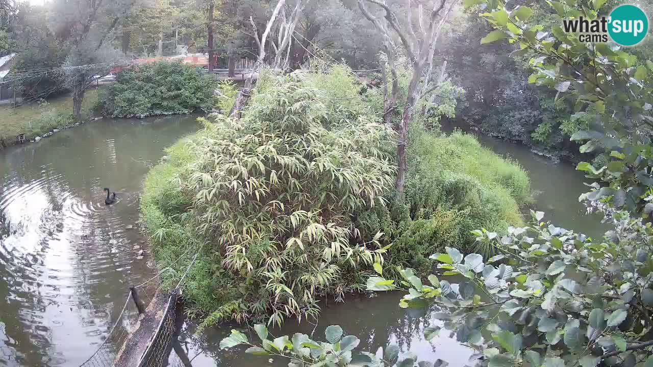 Gibbon à joues jaunes Zoo Ljubljana live cam