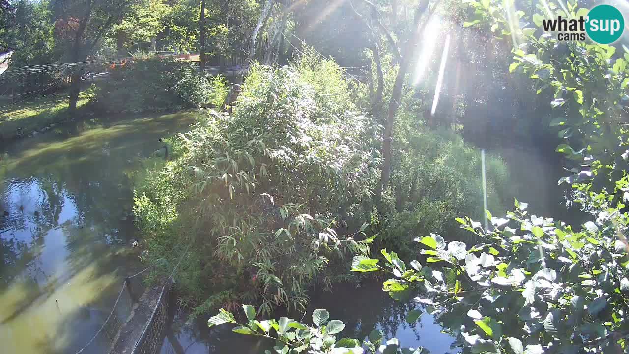 Zlatolični gibon živalski vrt Ljubljana