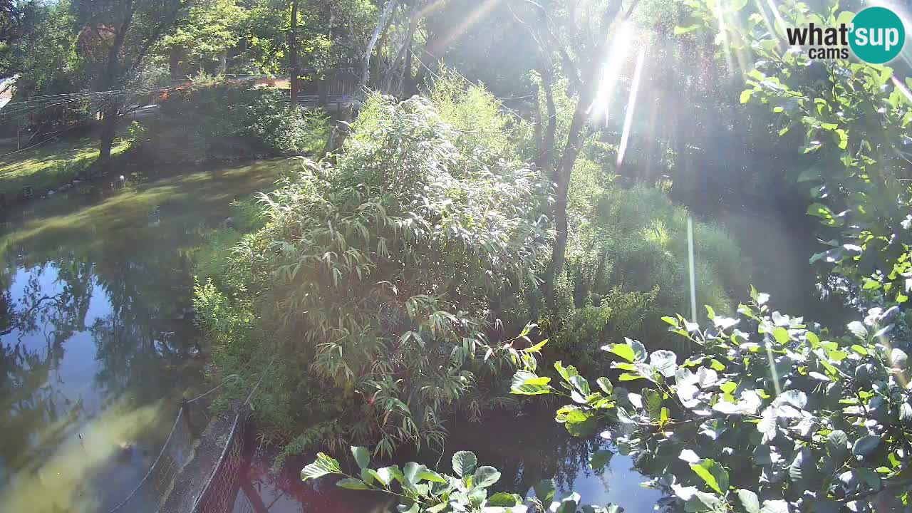 Südlicher Gelbwangen-Schopfgibbon Zoo Ljubljana webcam
