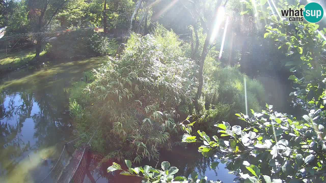 Südlicher Gelbwangen-Schopfgibbon Zoo Ljubljana webcam
