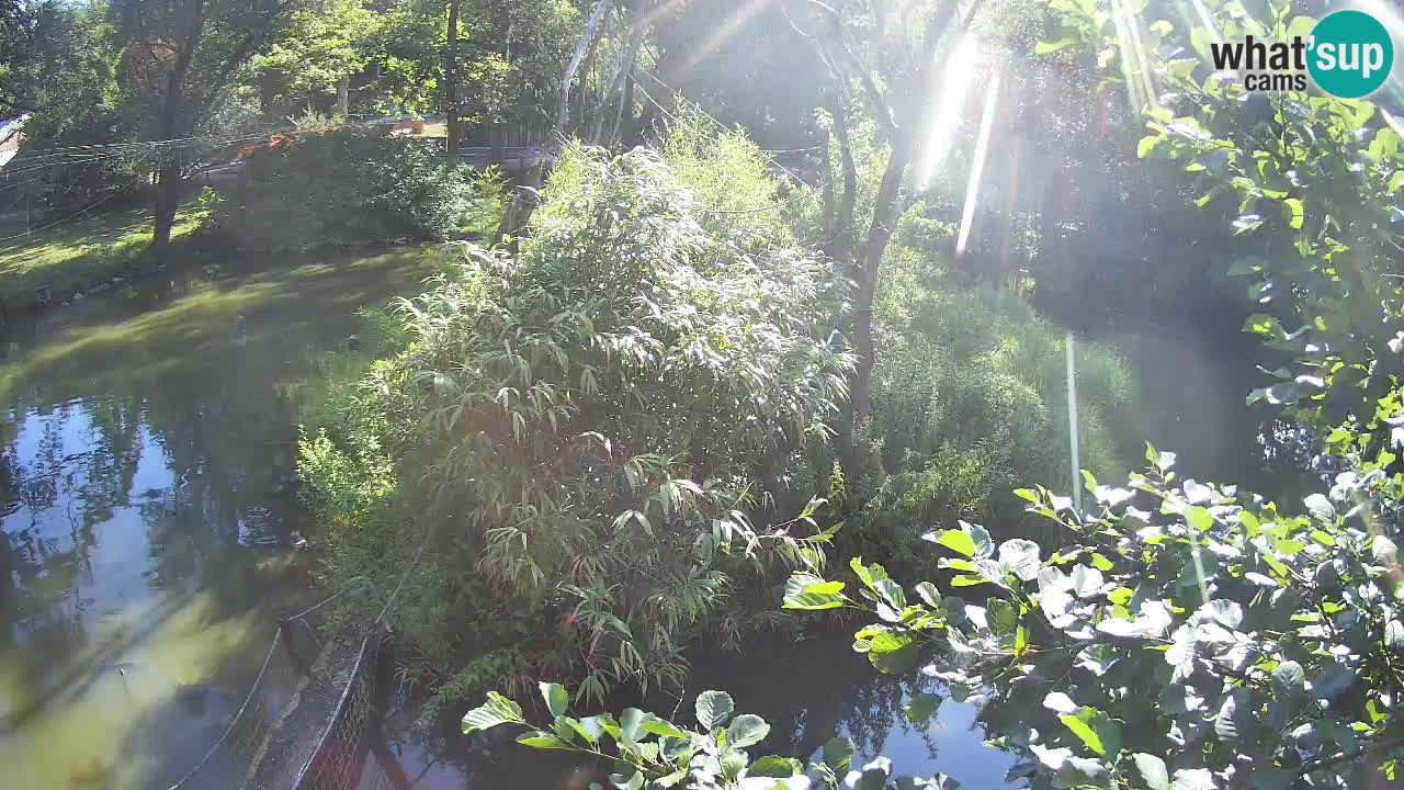 Gibbon à joues jaunes Zoo Ljubljana live cam