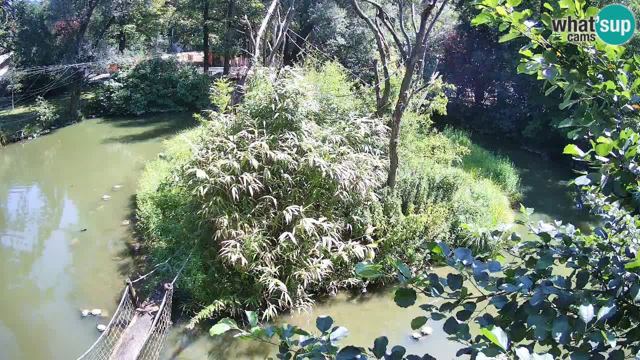 Yellow-cheeked gibbon Zoo Ljubljana livecam
