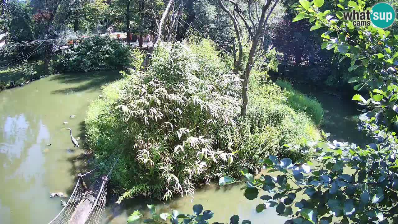 Gibbon à joues jaunes Zoo Ljubljana live cam