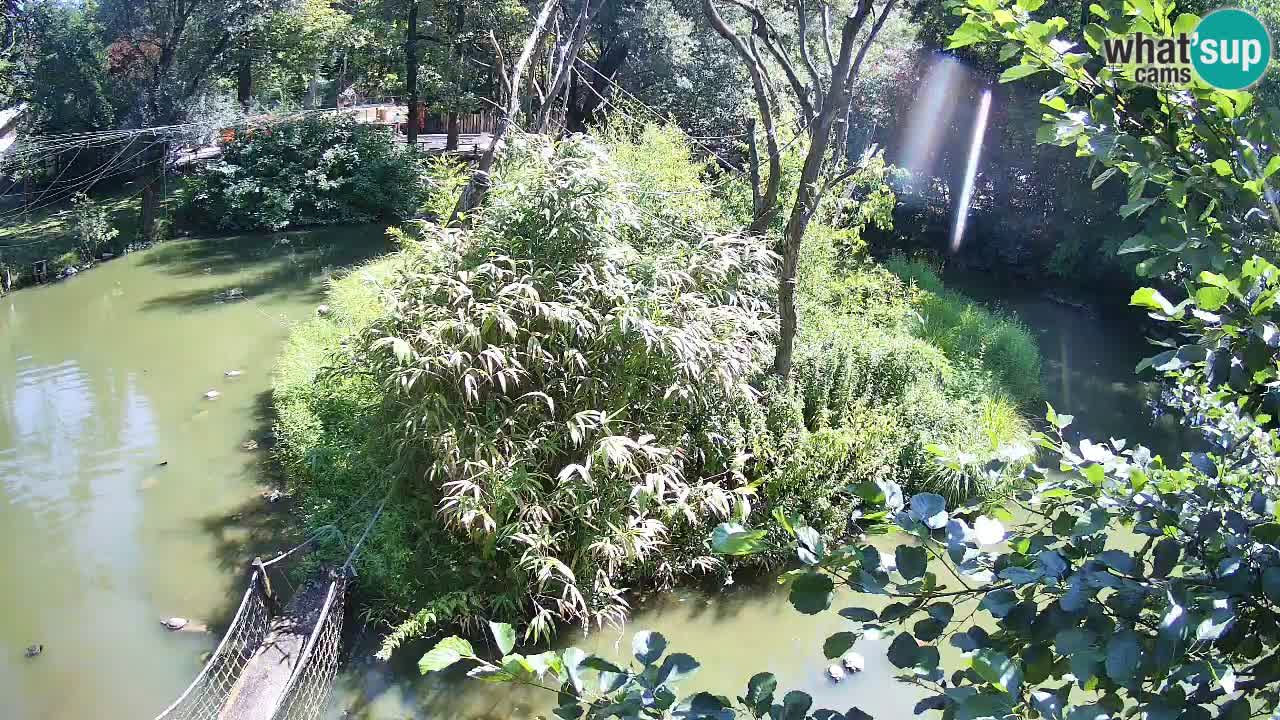 Gibbon à joues jaunes Zoo Ljubljana live cam