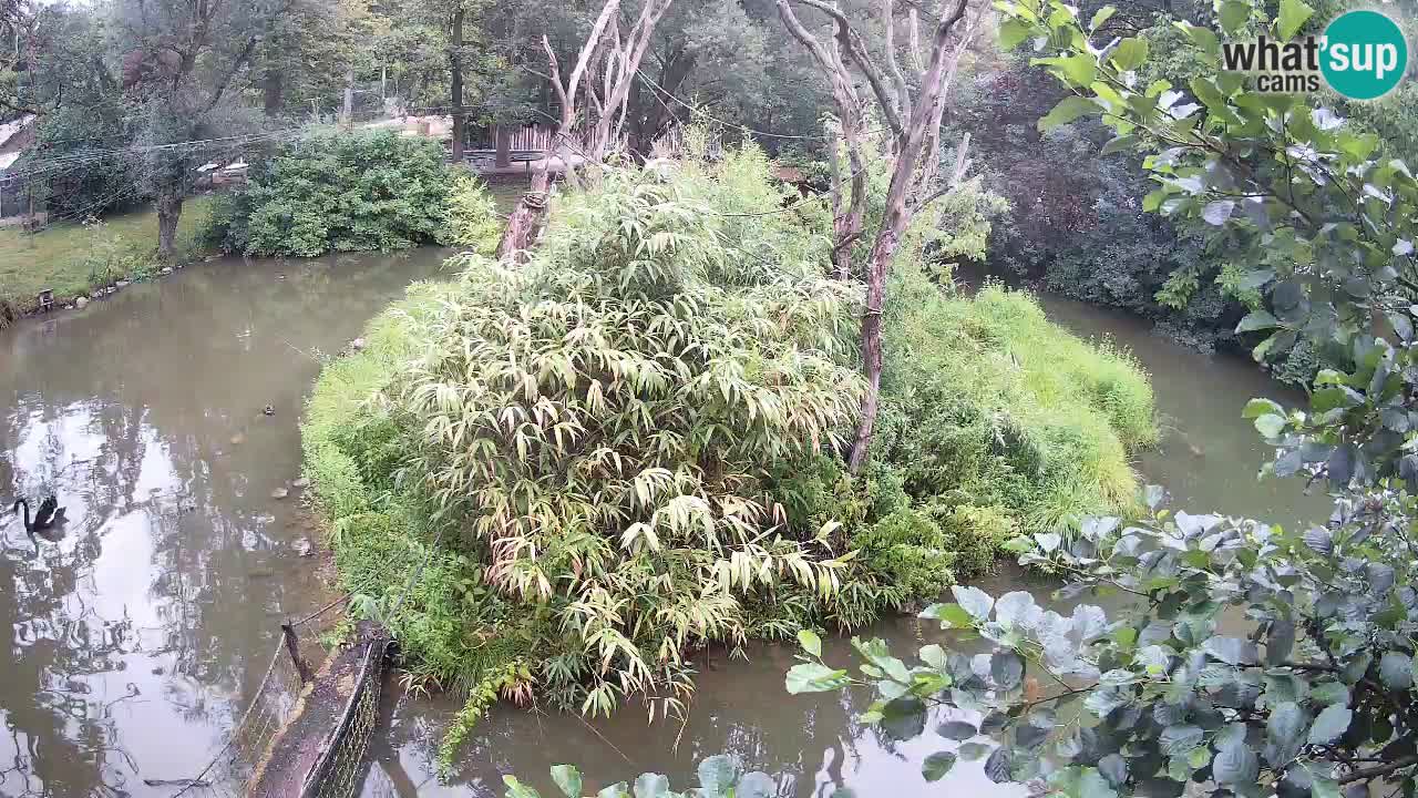 Südlicher Gelbwangen-Schopfgibbon Zoo Ljubljana webcam