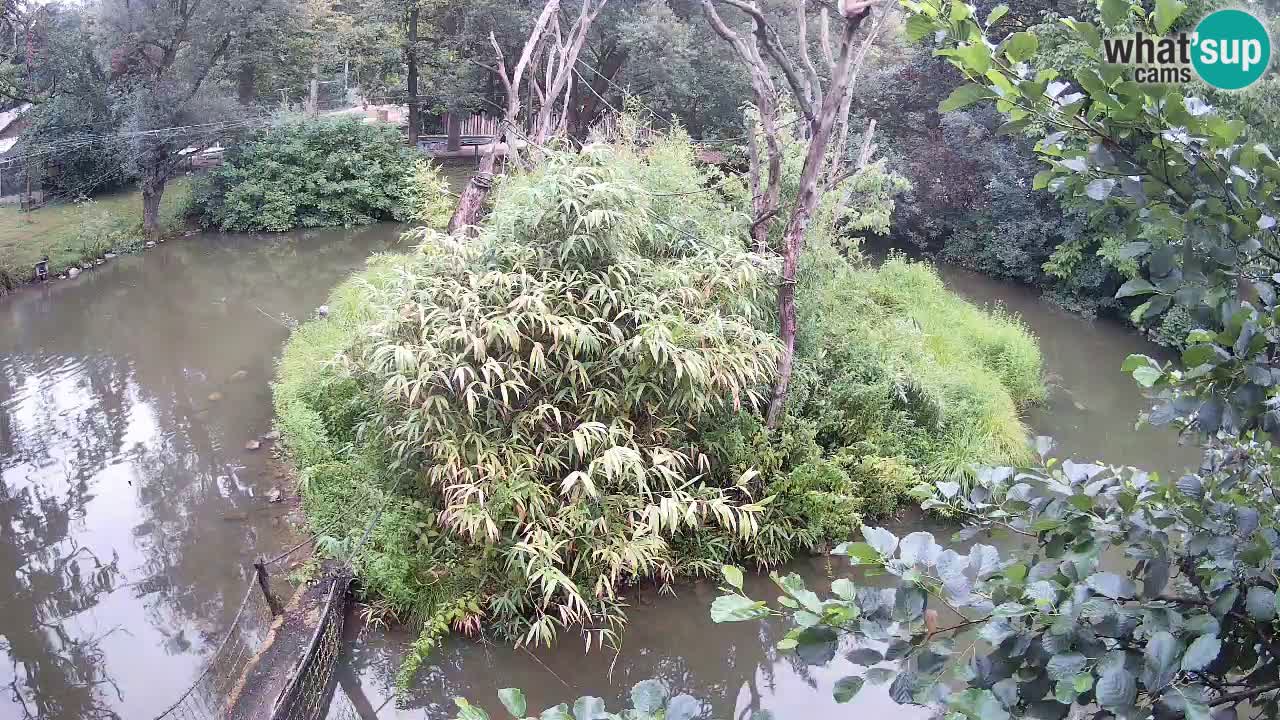Gibbon à joues jaunes Zoo Ljubljana live cam