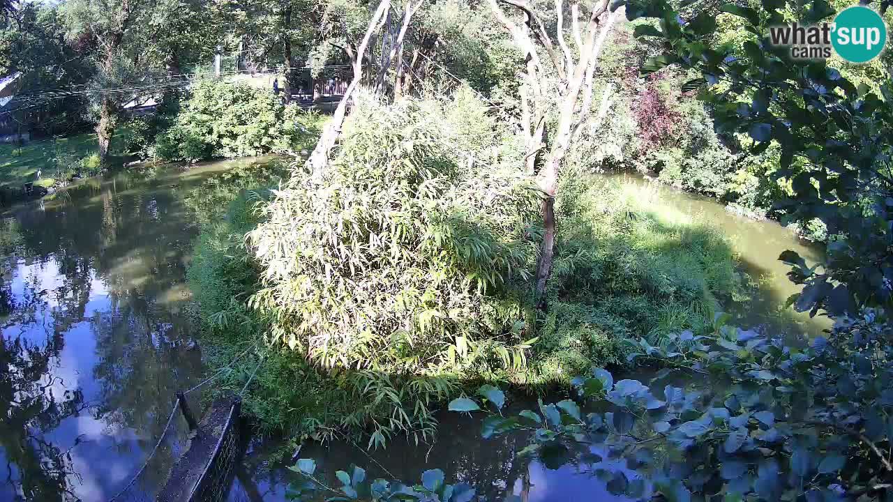 Gibon – Nomascus gabriellae – Zoo Ljubljana web kamera