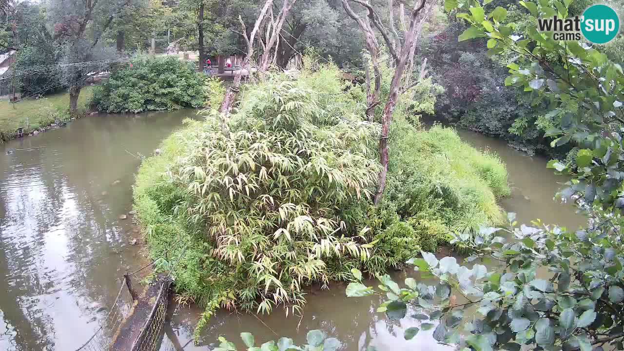 Gibbon à joues jaunes Zoo Ljubljana live cam