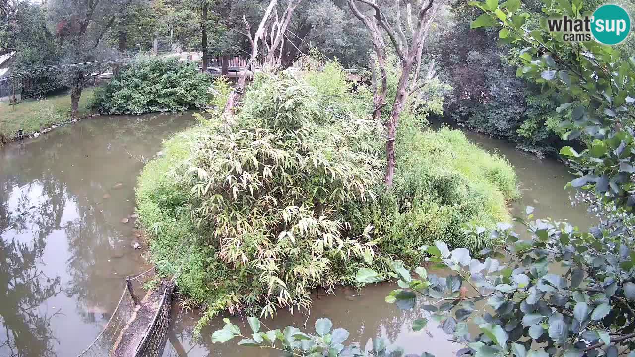 Gibon – Nomascus gabriellae – Zoo Ljubljana web kamera