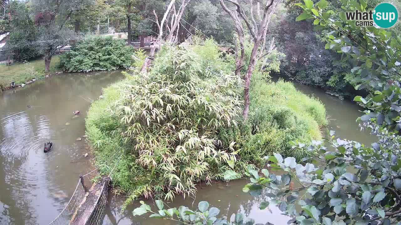 Gibbone dalle guance rosa nello ZOO di Ljubljana