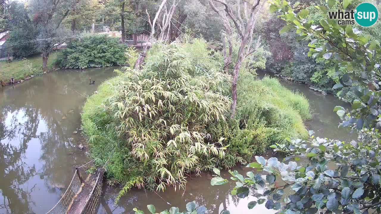 Südlicher Gelbwangen-Schopfgibbon Zoo Ljubljana webcam