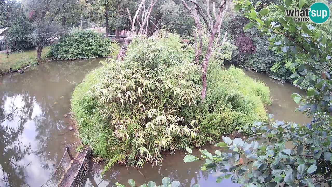Südlicher Gelbwangen-Schopfgibbon Zoo Ljubljana webcam