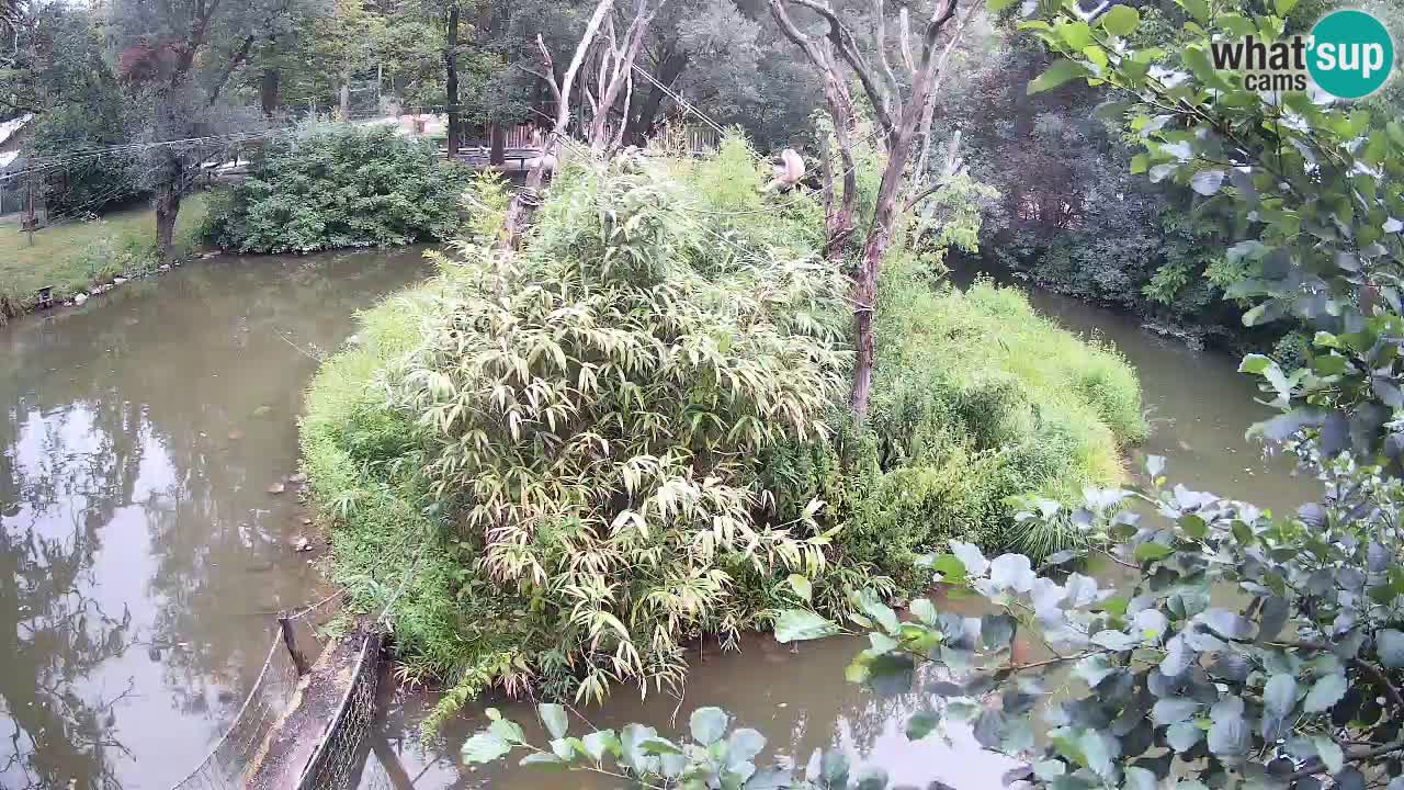 Yellow-cheeked gibbon Zoo Ljubljana livecam