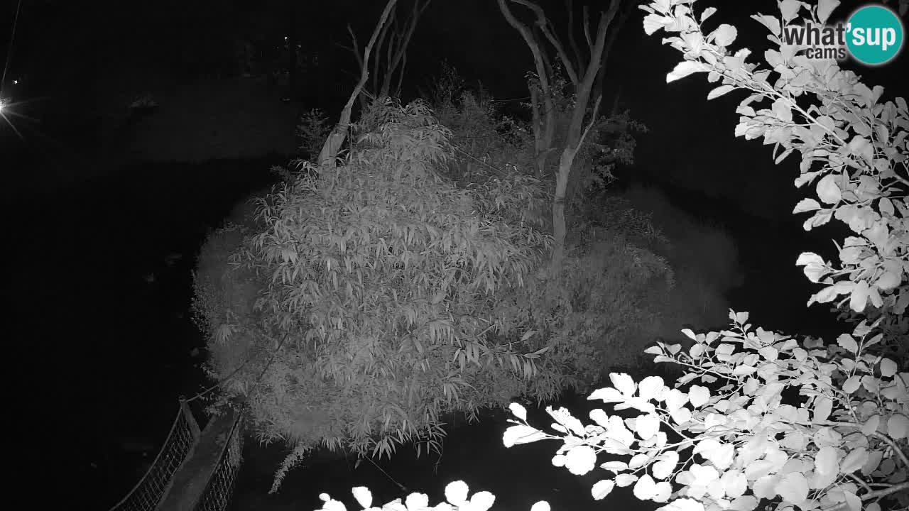 Yellow-cheeked gibbon Zoo Ljubljana livecam