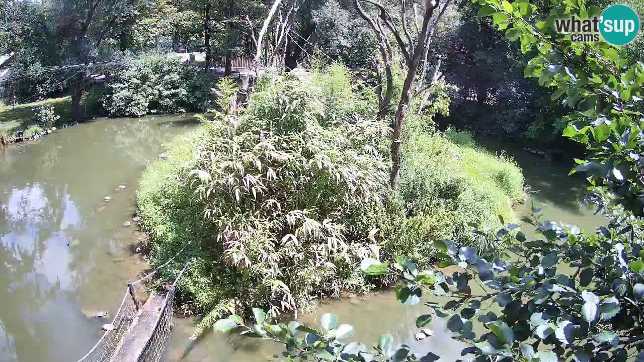 Gibbon à joues jaunes Zoo Ljubljana live cam