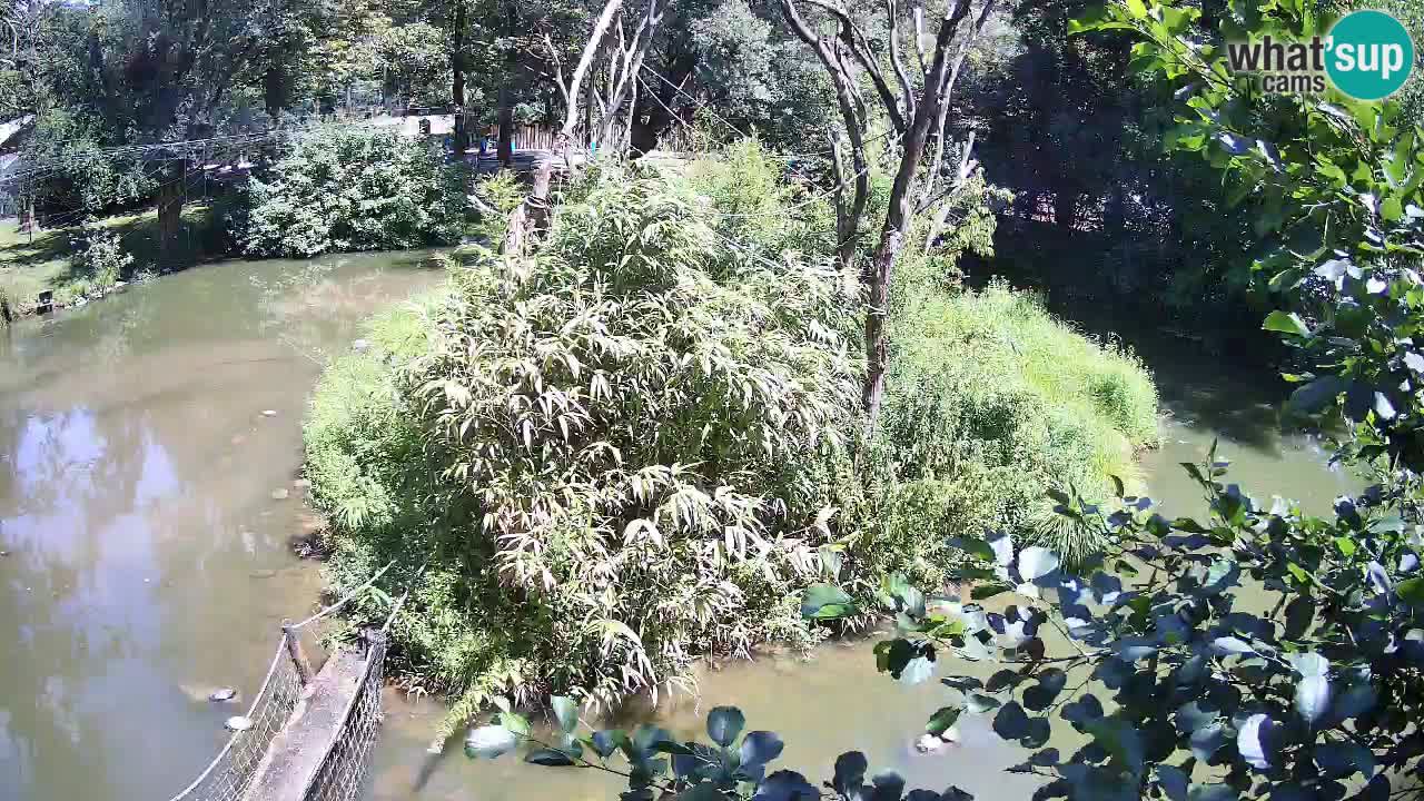 Südlicher Gelbwangen-Schopfgibbon Zoo Ljubljana webcam