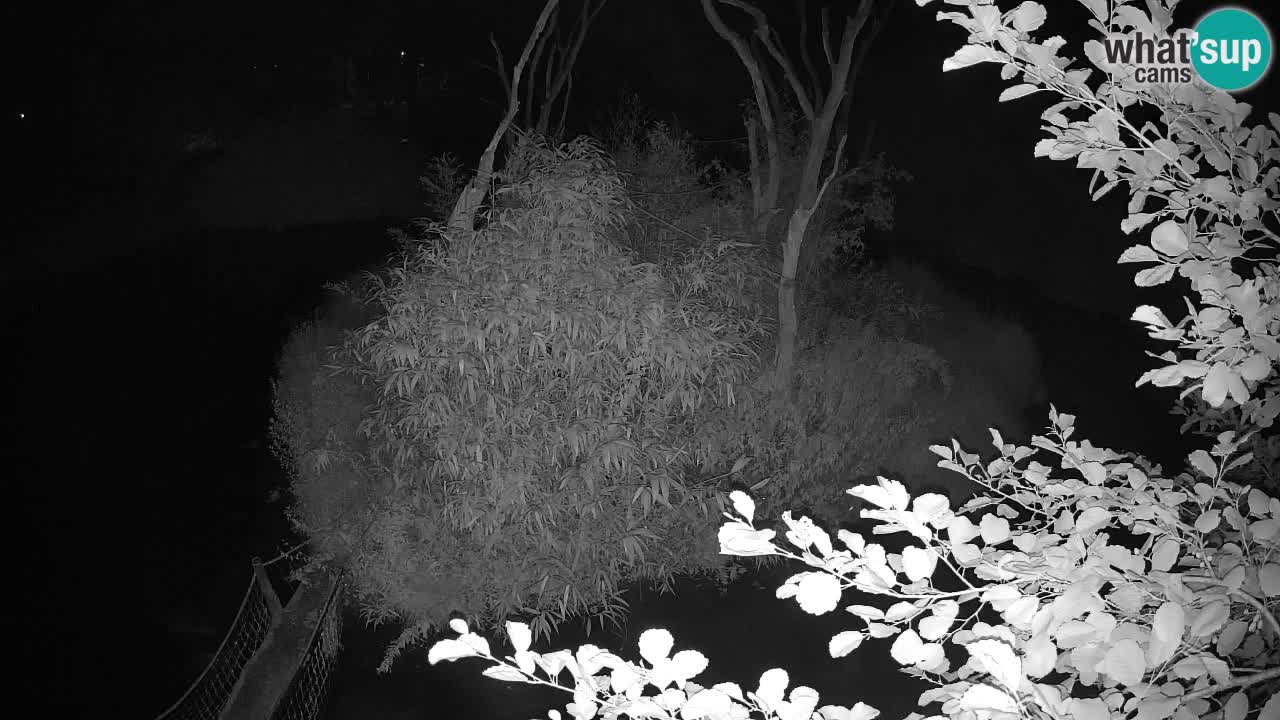 Yellow-cheeked gibbon Zoo Ljubljana livecam