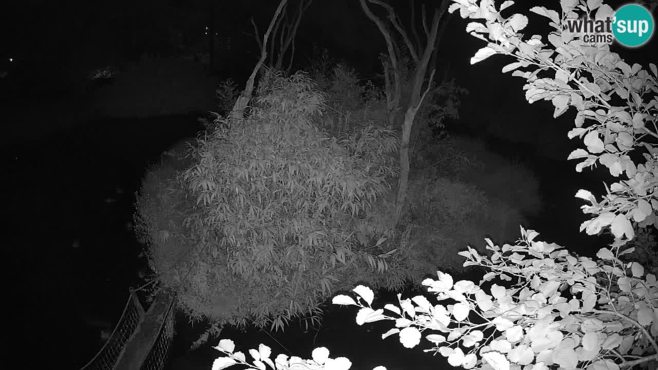 Yellow-cheeked gibbon Zoo Ljubljana livecam
