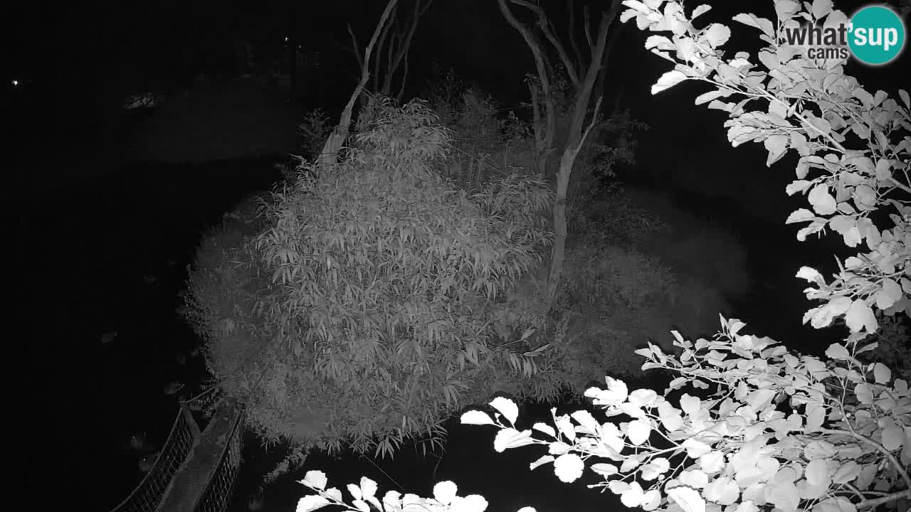 Yellow-cheeked gibbon Zoo Ljubljana livecam