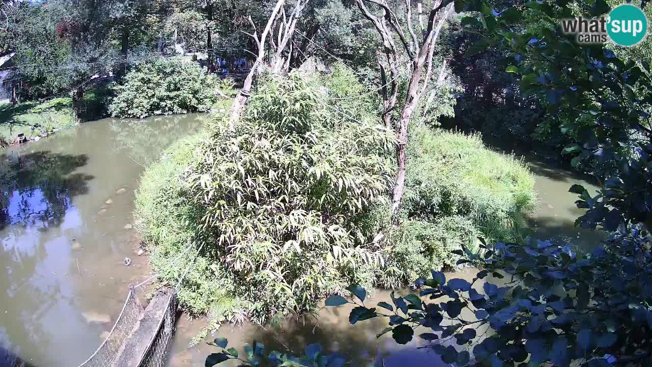 Gibbon à joues jaunes Zoo Ljubljana live cam