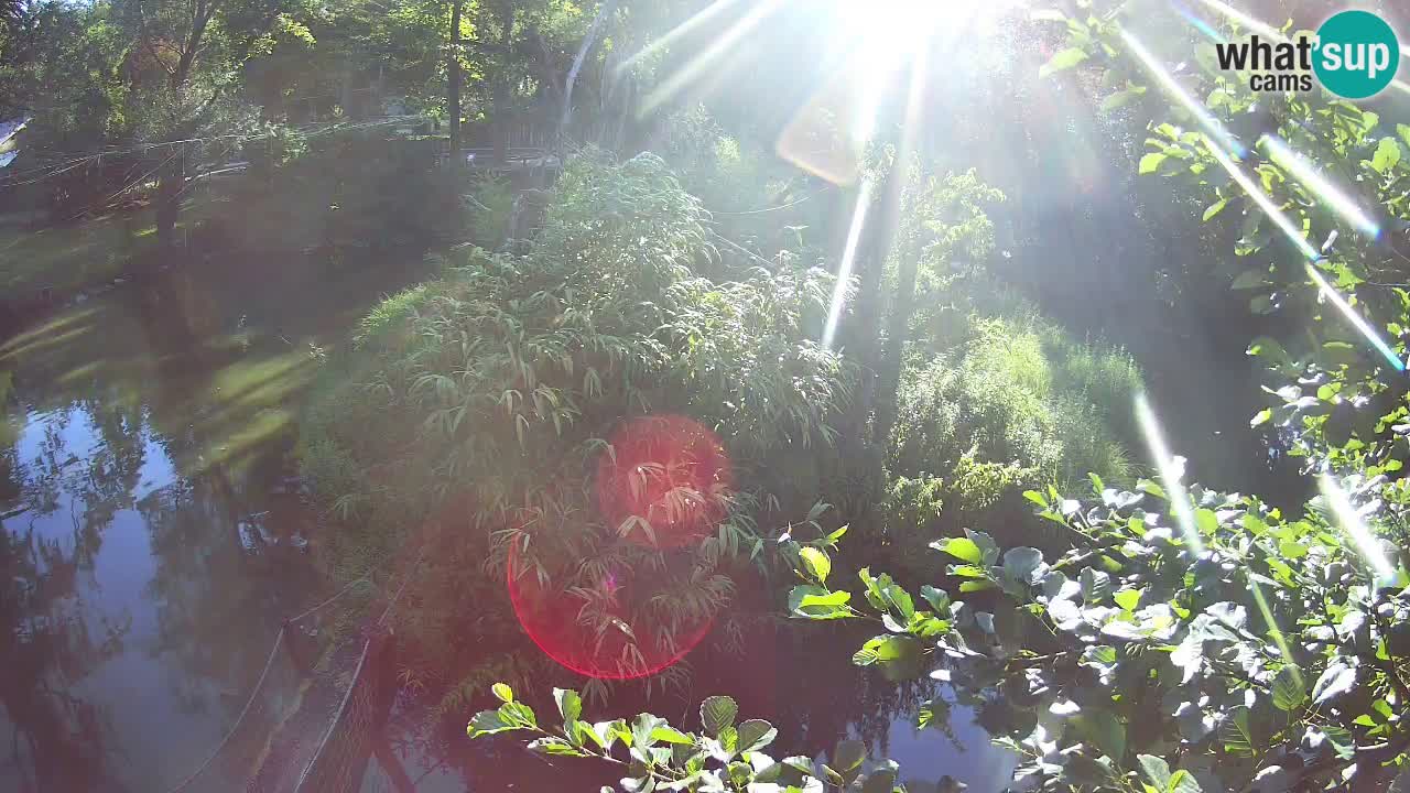 Yellow-cheeked gibbon Zoo Ljubljana livecam