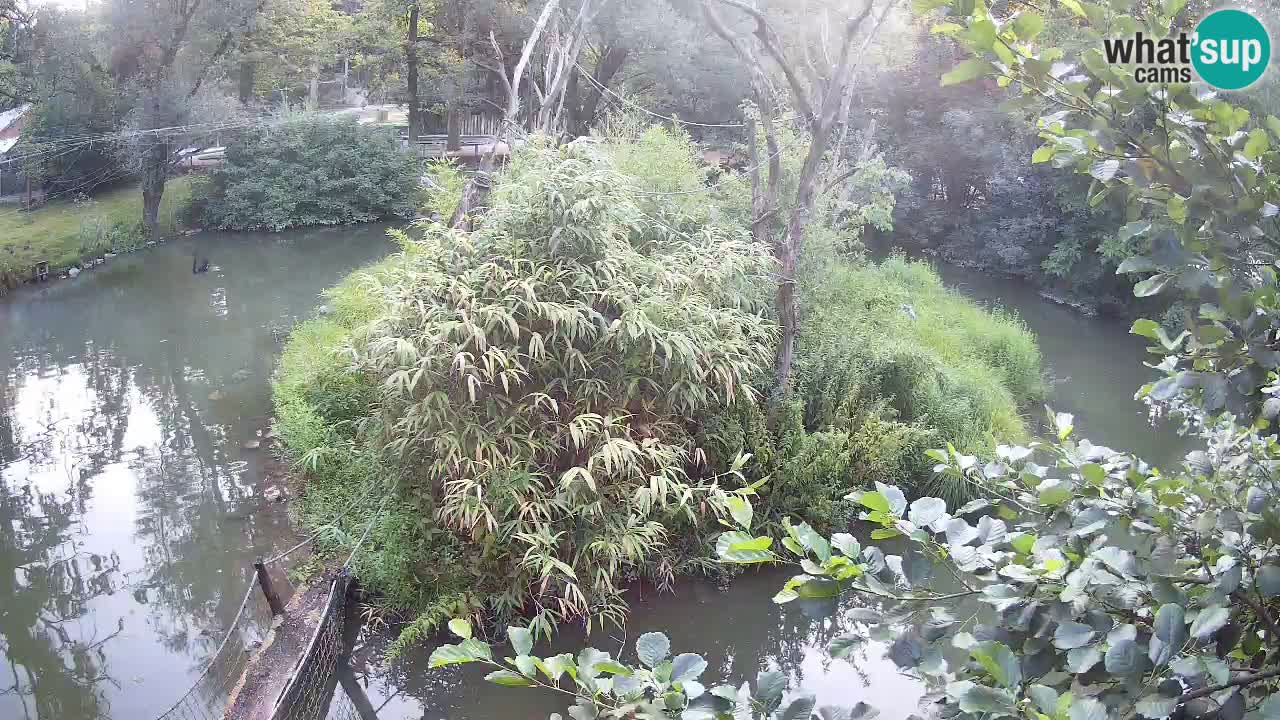 Yellow-cheeked gibbon Zoo Ljubljana livecam