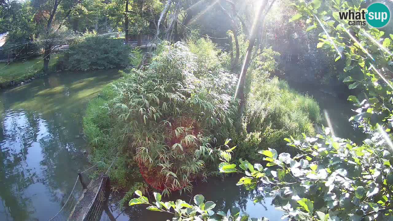 Südlicher Gelbwangen-Schopfgibbon Zoo Ljubljana webcam