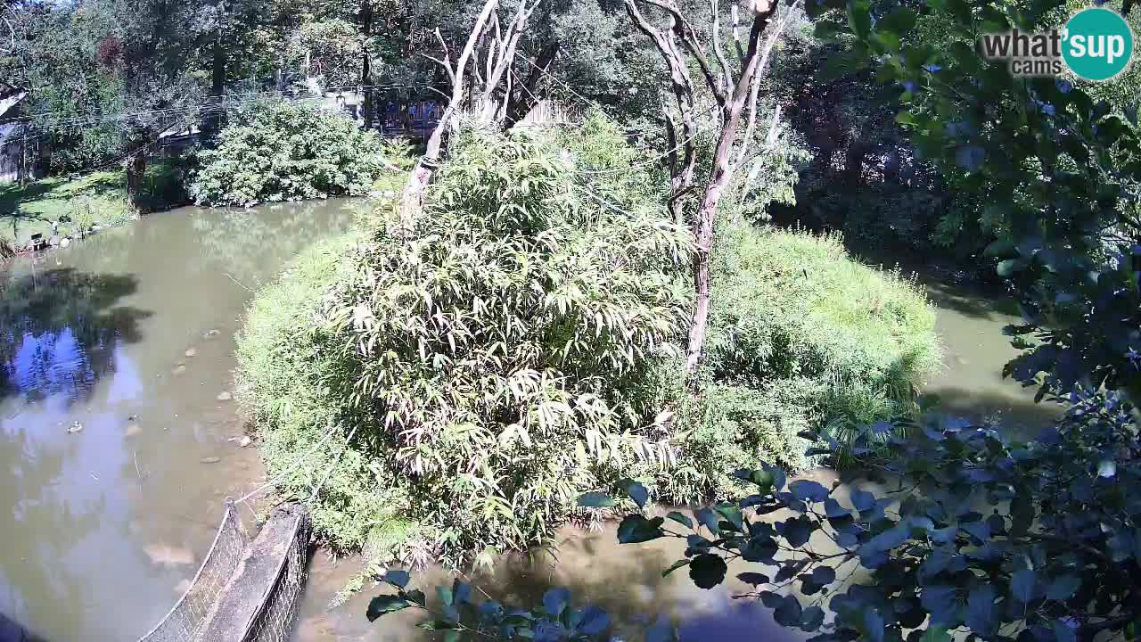 Südlicher Gelbwangen-Schopfgibbon Zoo Ljubljana webcam