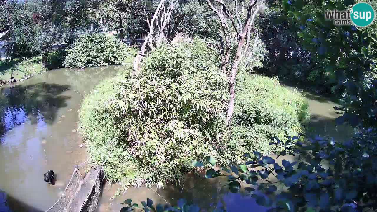 Südlicher Gelbwangen-Schopfgibbon Zoo Ljubljana webcam