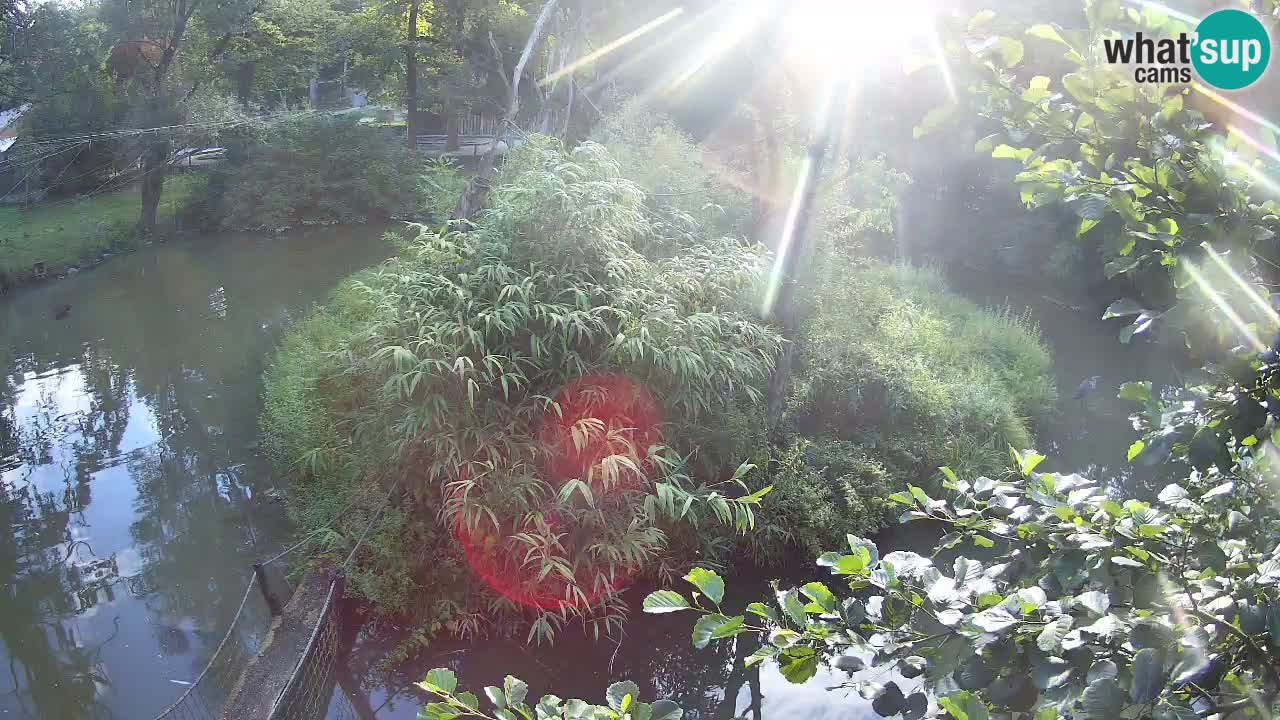 Zlatolični gibon živalski vrt Ljubljana