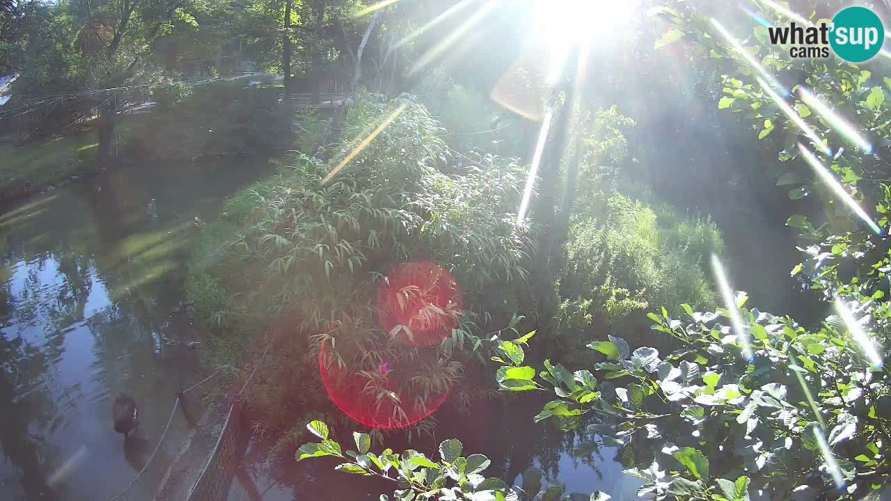 Yellow-cheeked gibbon Zoo Ljubljana livecam