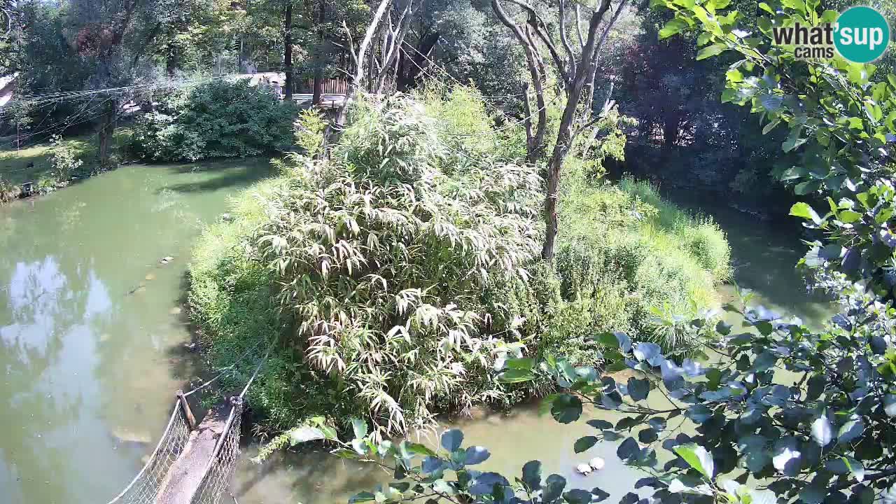 Yellow-cheeked gibbon Zoo Ljubljana livecam
