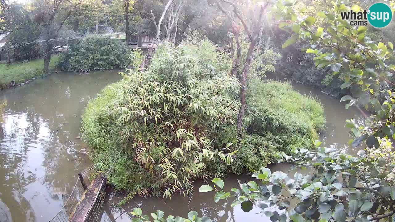 Gibon – Nomascus gabriellae – Zoo Ljubljana web kamera