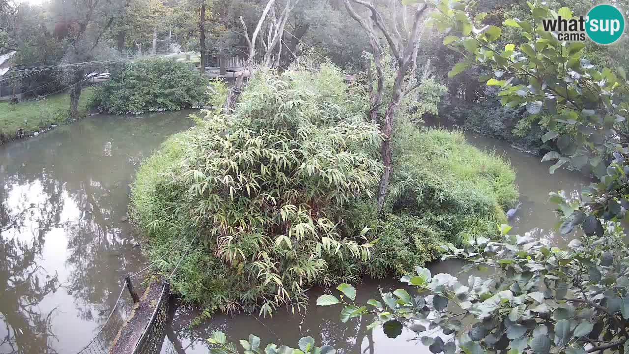 Südlicher Gelbwangen-Schopfgibbon Zoo Ljubljana webcam