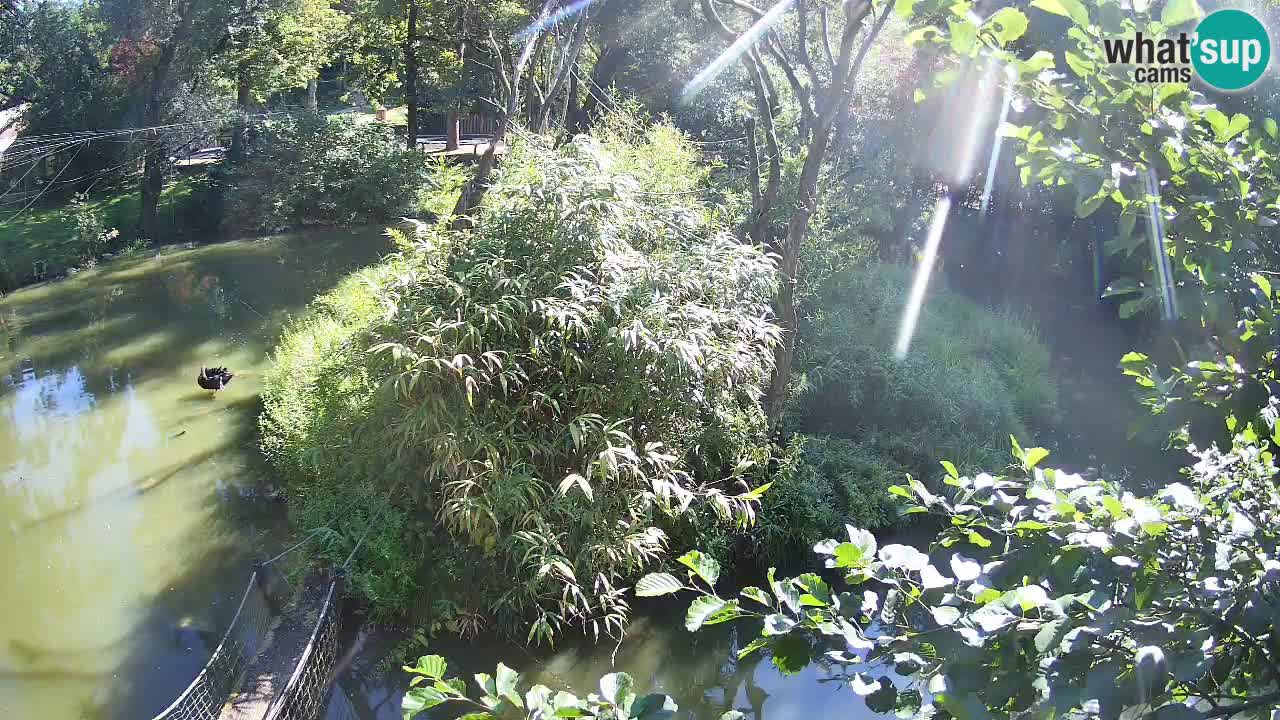 Gibbone dalle guance rosa nello ZOO di Ljubljana