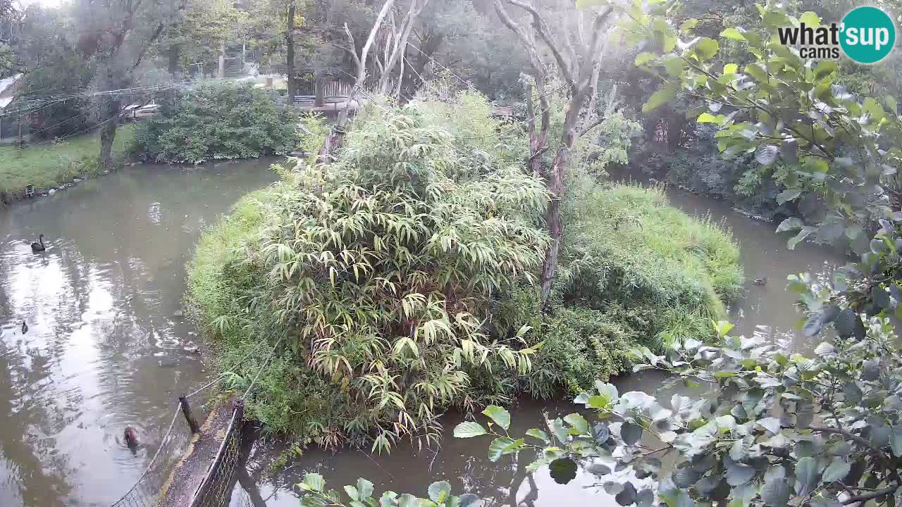 Gibbon à joues jaunes Zoo Ljubljana live cam