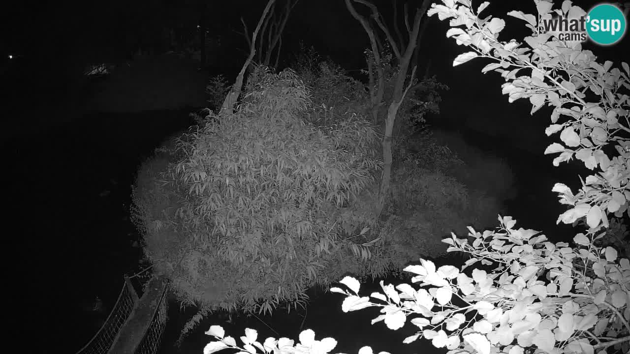 Gibon – Nomascus gabriellae – Zoo Ljubljana web kamera