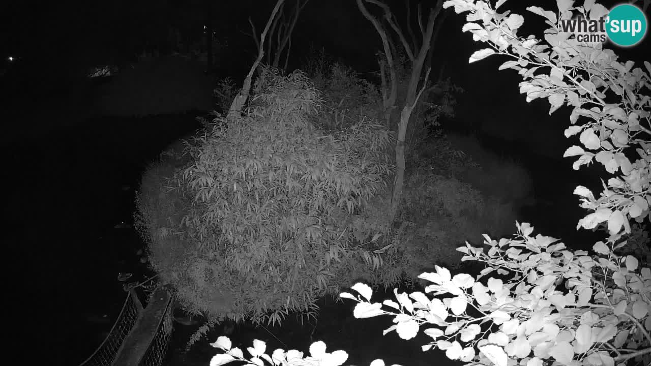 Südlicher Gelbwangen-Schopfgibbon Zoo Ljubljana webcam