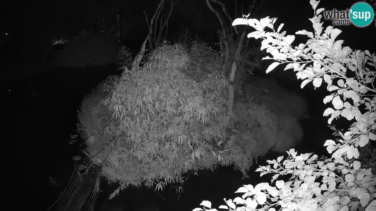 Gibbon à joues jaunes Zoo Ljubljana live cam