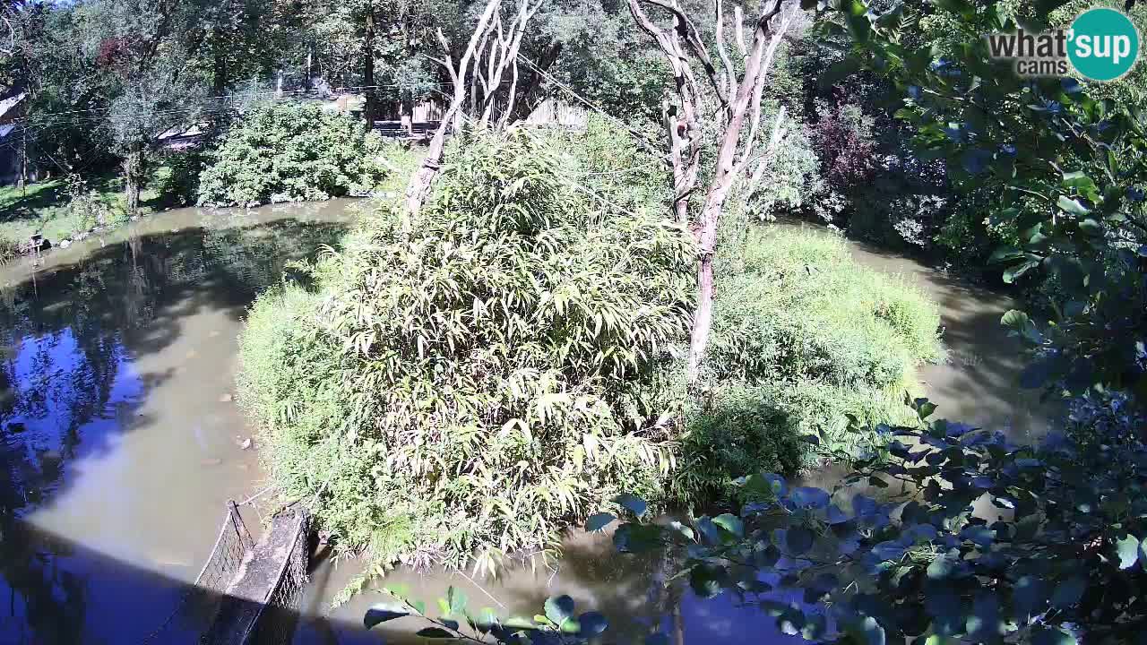 Südlicher Gelbwangen-Schopfgibbon Zoo Ljubljana webcam