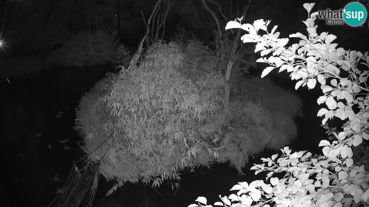 Yellow-cheeked gibbon Zoo Ljubljana livecam