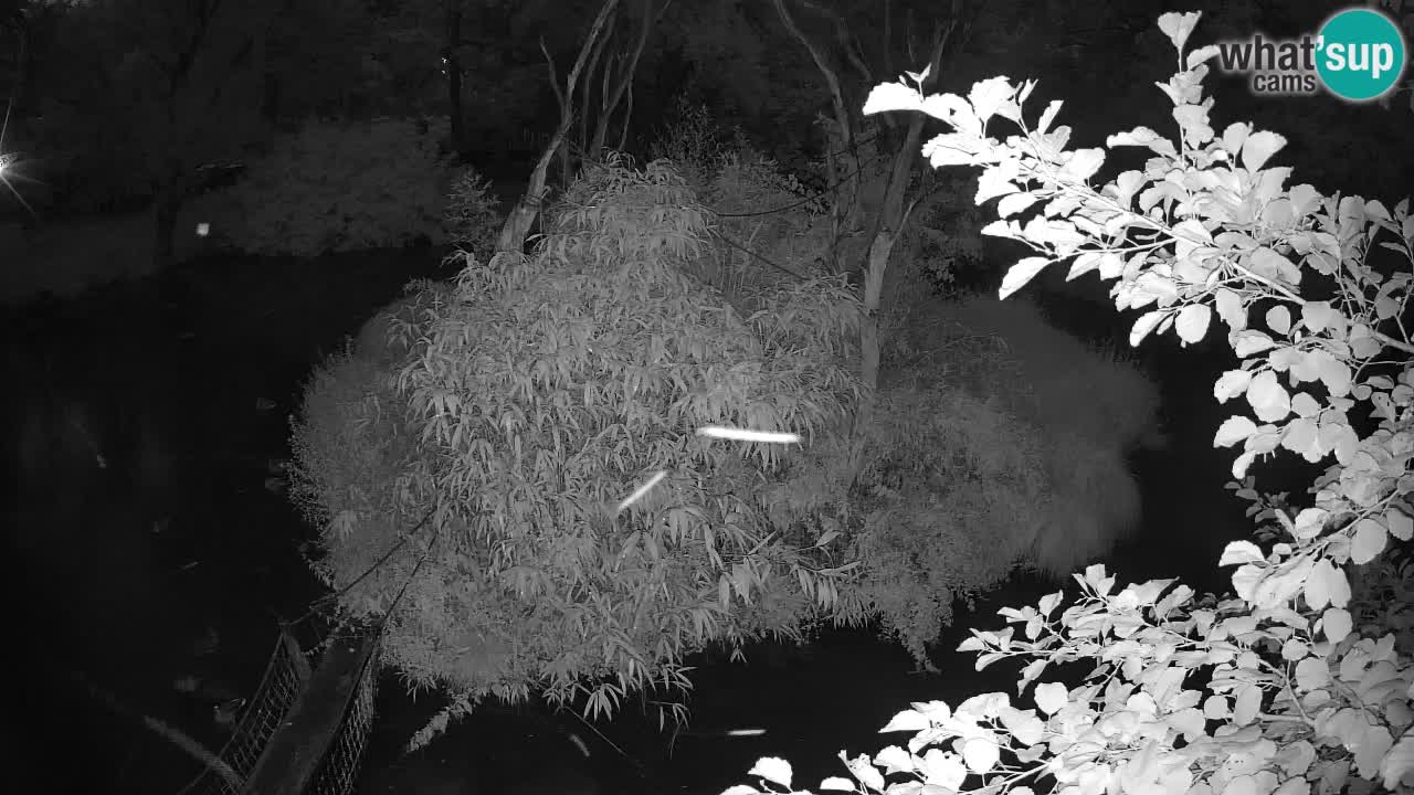Yellow-cheeked gibbon Zoo Ljubljana livecam