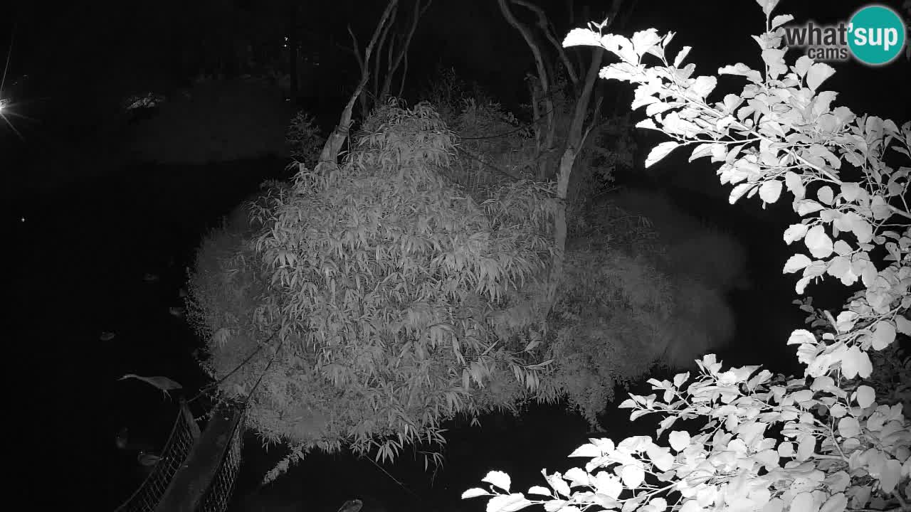 Yellow-cheeked gibbon Zoo Ljubljana livecam