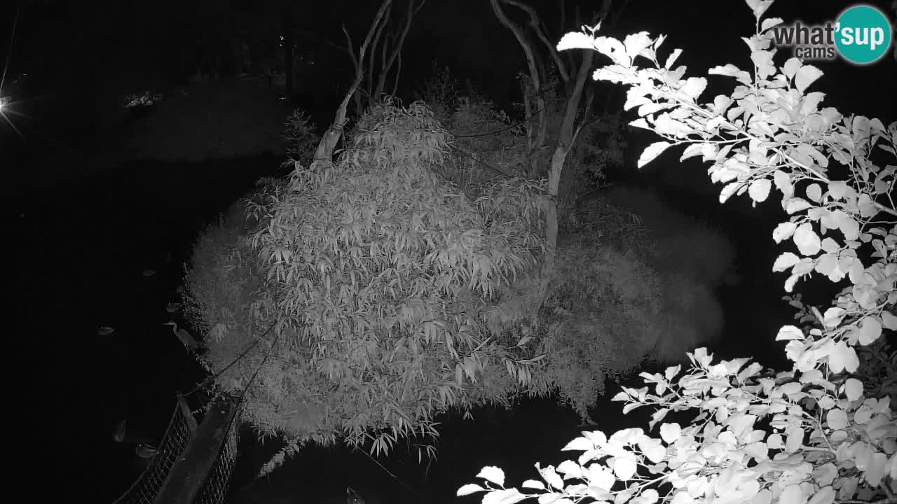 Yellow-cheeked gibbon Zoo Ljubljana livecam