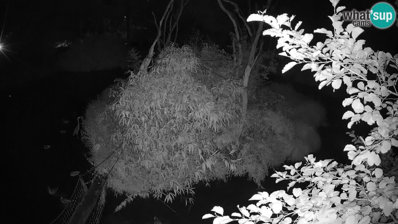Yellow-cheeked gibbon Zoo Ljubljana livecam