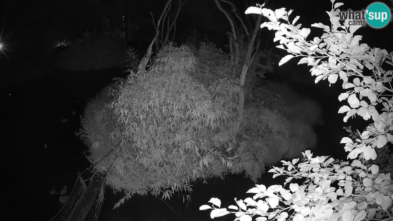 Yellow-cheeked gibbon Zoo Ljubljana livecam