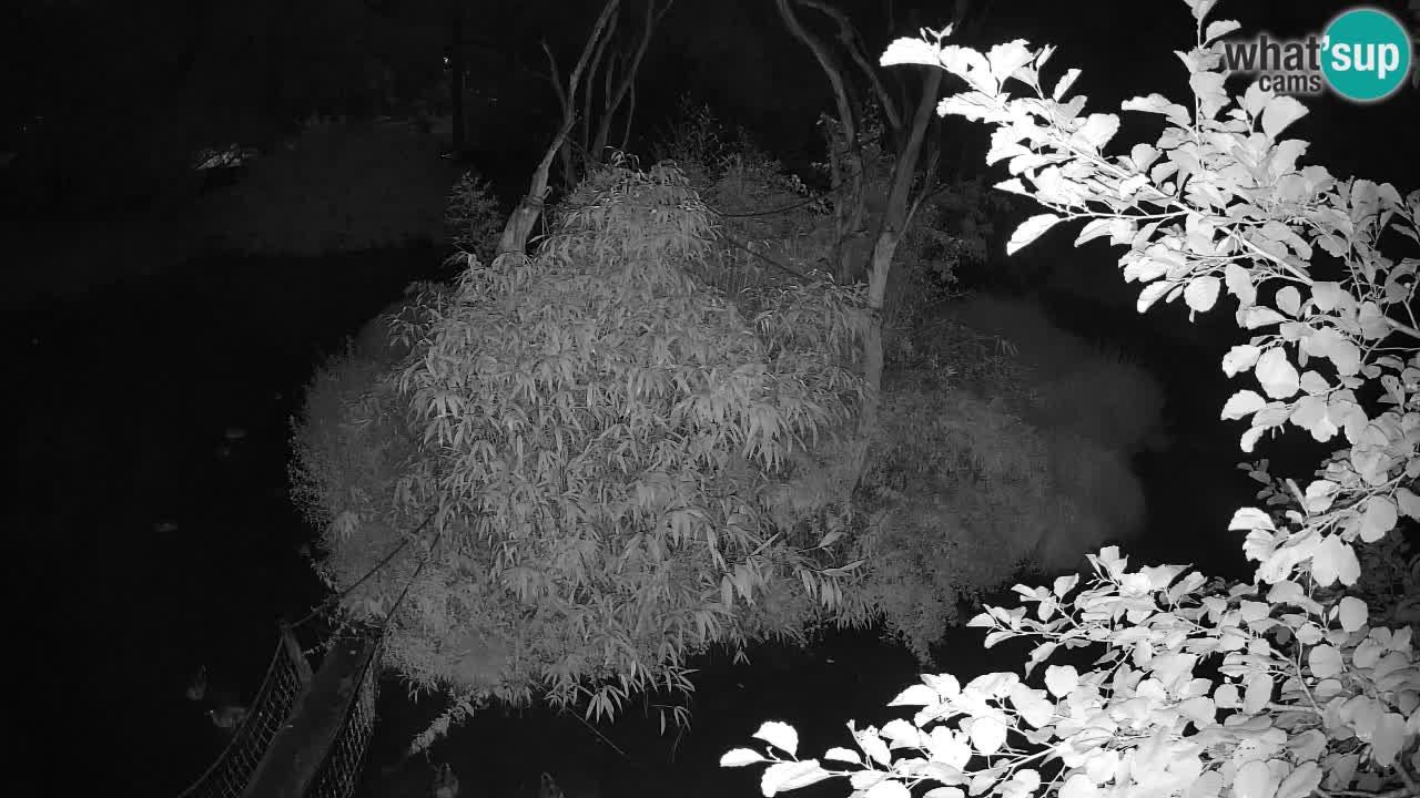 Gibon – Nomascus gabriellae – Zoo Ljubljana web kamera